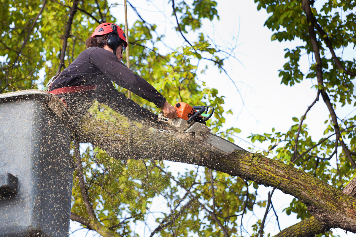tree service in buffalo ny